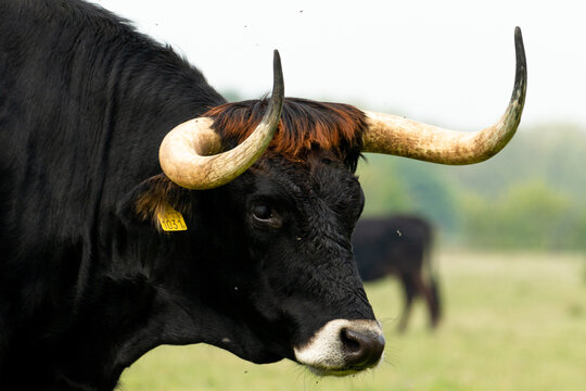 Close up of a tauros bull looking into the camera