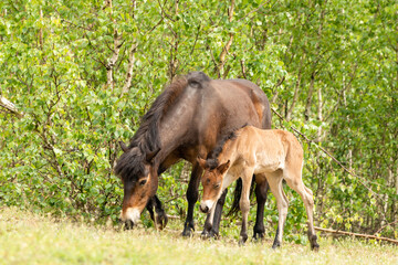 Pony Exmoor foal standing next to her mother horse in the Maashorst nature reserve in Brabant, Holland