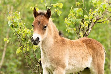1 week Young exmoor foal stands in front of branches in the Dutch nature reserve De Maashorst in...