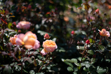 満開の薔薇
