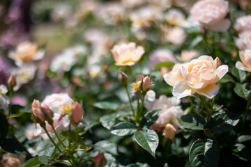 満開の薔薇
