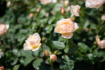 満開の薔薇
