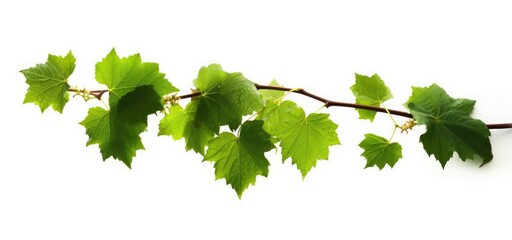 Green Grape leaves Isolated on white background, Generative AI