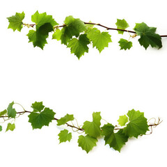 Green Grape leaves Isolated on white background, Generative AI