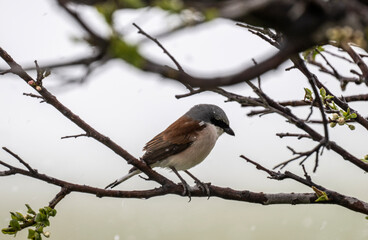 beautiful common shrike bird sits in natural conditions on a natural background