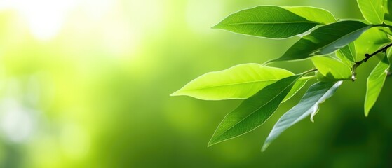 Close up of water drop on green leaf with copy space for nature background, Generative AI