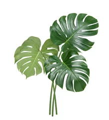 Rolgordijnen Monstera Natural Monstera leaves isolated on white background. Clipping path.
