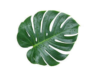 Natural Monstera leaf with water droplets isolated on white background. Clipping path.