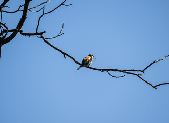 beautiful unusual bird-golden bee-eater sits on a branch against the sky