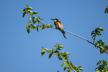 beautiful unusual bird-golden bee-eater sits on a branch against the sky