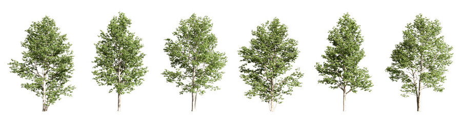 3d render tree isolated on white background