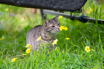 beautiful grey kitten smelling yellow flowers in the garden