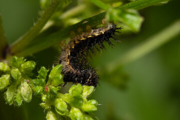 Caterpillar found on a plant during autumn in Adelaide, South Australia