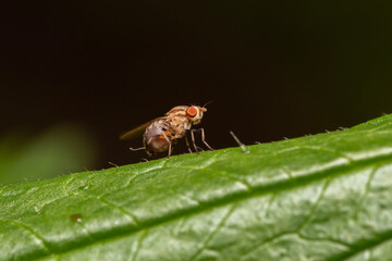 closeup macro shot of common fruit fly found on a leaf in Adelaide, South Australia