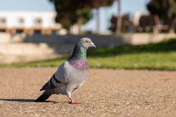Close-up of a homing pigeon known as rock dove, or feral pigeon