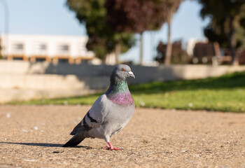 Close-up of a homing pigeon known as rock dove, or feral pigeon