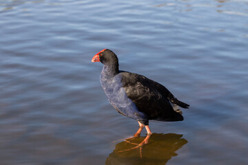 beautiful Australian swamphen water bird in sunset lighting in a blue lake 