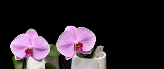 Pink orchids on a black background