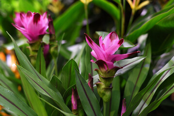 Indoor. Pink exotic flower close-up