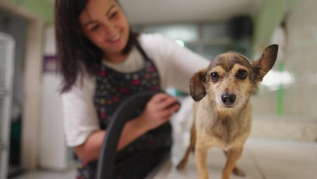 Woman drying Dog with large dryer tuber inside Pet Shop. Local Business store owner job occupation