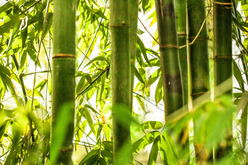 Bamboo forrest, closeup and leaves with growth, sunshine and outdoor in summer with natural landscape. Plants, trees and woods at park, countryside or jungle in nature, sustainability and environment