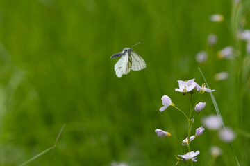 Rapsweißling (Pieris napi)