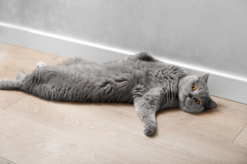 A cute British cat lies on its back in the interior of the house, putting its paw to the side.