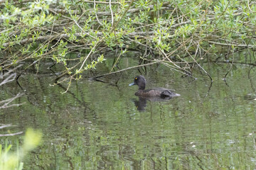 Reiherente (Aythya fuligula)