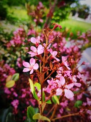 Naklejka premium PIANTA CON FIORI ROSA
