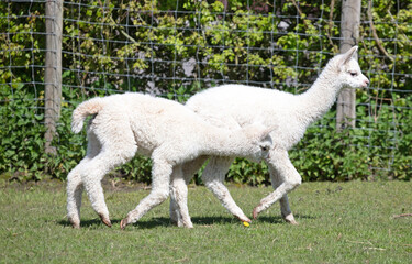 Baby alpacas running in a field