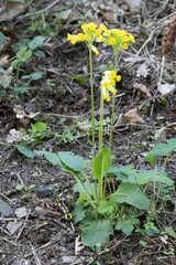 Echte Schlüsselblume, Wiesenprimel (Primula veris)
