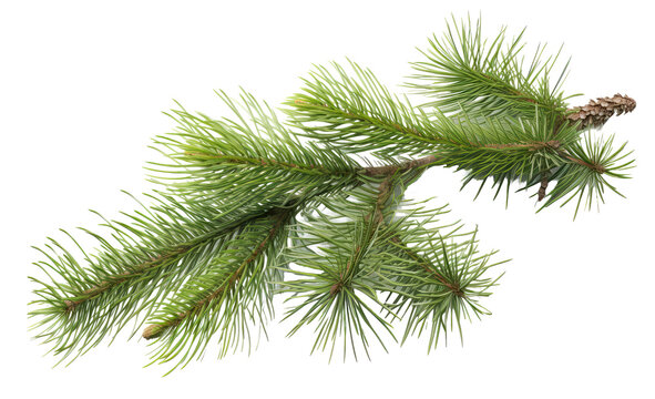 Spruce branch. Green fir. Realistic Christmas tree llustration for Xmas cards, New year party posters isolated Transparent png background. Generative ai
