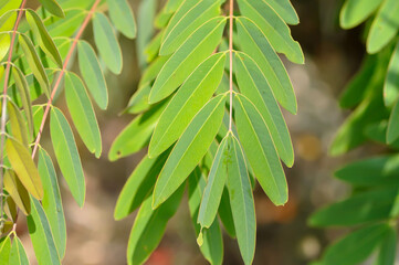 Fototapeta premium Senna siamea, mezali or Caesalpinioideae or DETARIOIDEAE or Cassod tree or .Thai copper pod or Siamese cassia or Irwin and Barneby