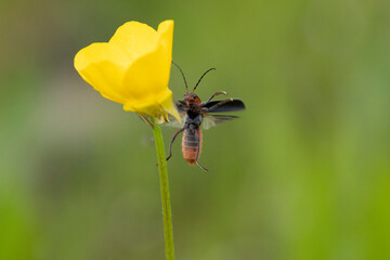 adobe stock GNOR ausgewertet