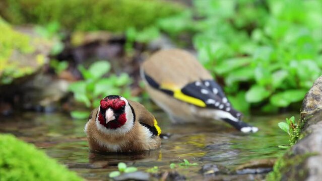 Stieglitz&nbsp;(Carduelis carduelis) 