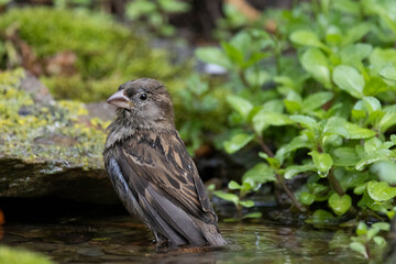 Haussperling (Passer domesticus)