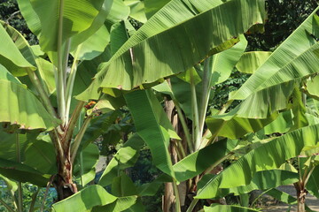 green banana leaf a garden
