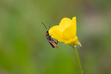 adobe stock GNOR ausgewertet