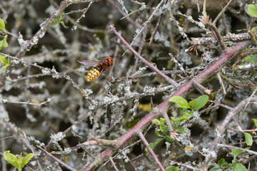 Hornisse (Vespa crabro)