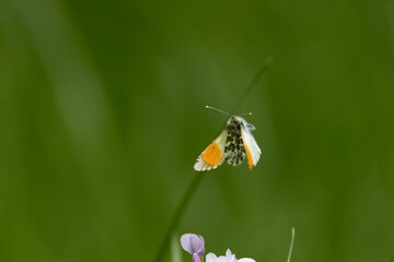 Rapsweißling (Pieris napi)
