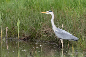Graureiher (Ardea cinerea)