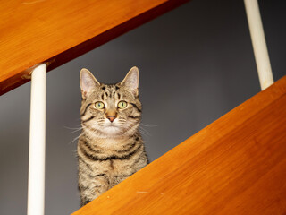 Beautiful tabby cat on a stairs in a house. Home pet. Selective focus.
