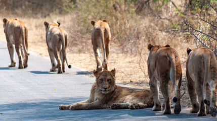 group of lions