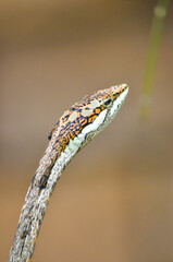 savanna vine snake