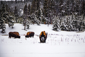 Yellowstone National Park