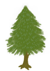 Pine tree illustration. Hand drawn fir tree. Green Christmas tree.