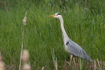 Graureiher (Ardea cinerea)