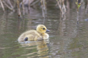 Kanadagans (Branta canadensis)