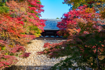 秋の京都・神護寺で見た、金堂へ続く石段を彩る紅葉と青空