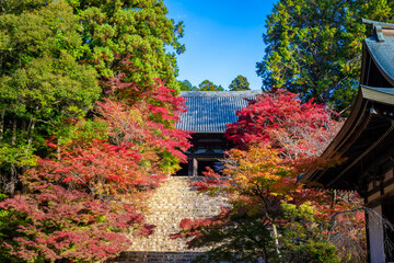 秋の京都・神護寺で見た、金堂へ続く石段を彩る紅葉と青空